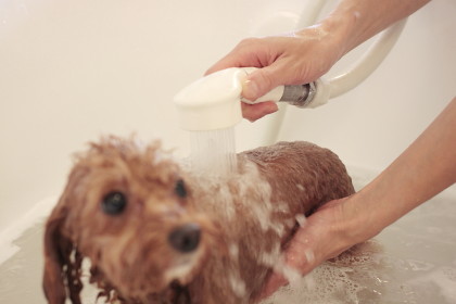 ドッグサロンそら_オゾンシャワー実例1