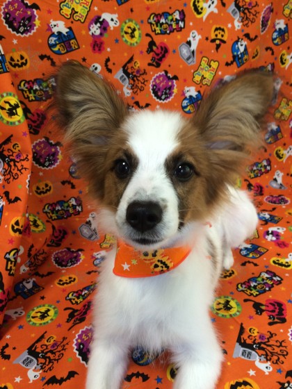 Processed with Rookie Cam