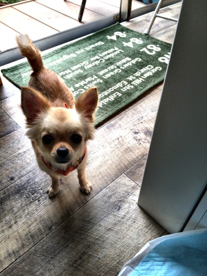 Processed with Rookie Cam