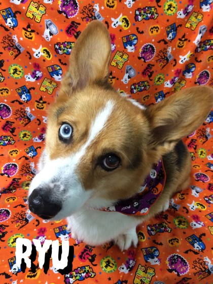 Processed with Rookie Cam