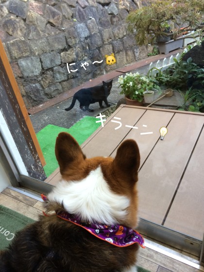 Processed with Rookie Cam