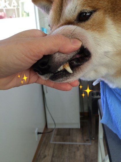 Processed with Rookie Cam