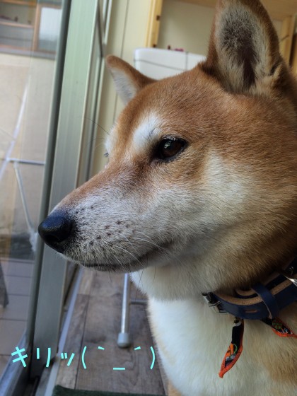 Processed with Rookie Cam