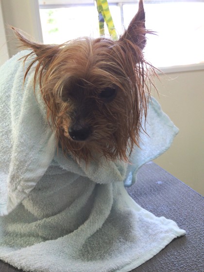 2015-10-20 11.33.20-1