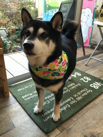 2015-11-24 16.06.49-1