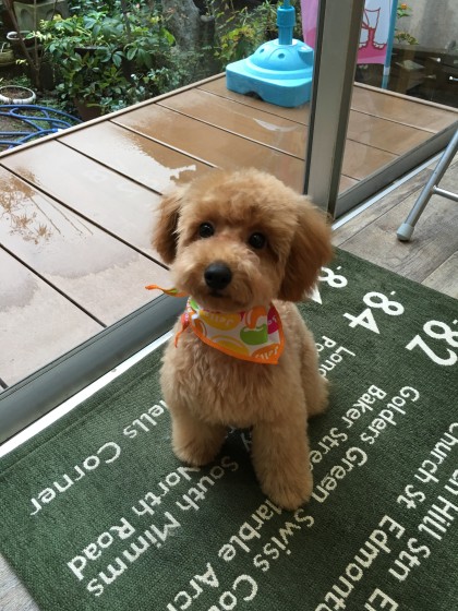 2015-11-26 15.58.57-1