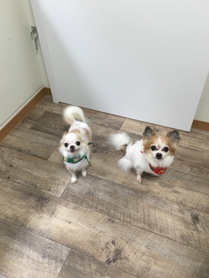 2015-12-11 13.04.33-1