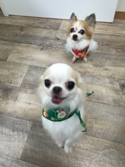 2015-12-11 13.05.02-1