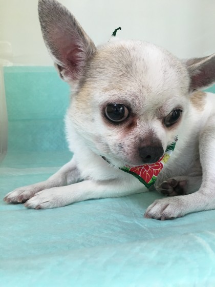 2015-12-17 11.44.21-1