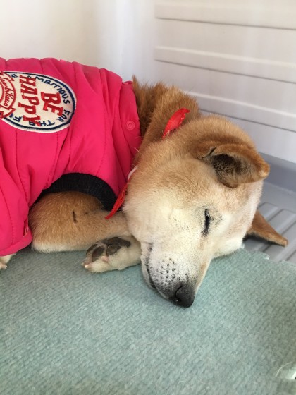 2015-12-17 12.01.41-1