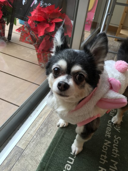 2015-12-18 12.29.45 HDR