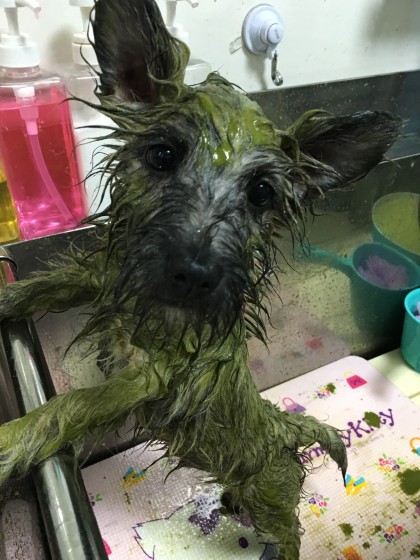 2015-12-28 17.02.04-1