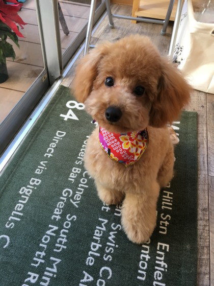 2015-12-30 12.43.45-1