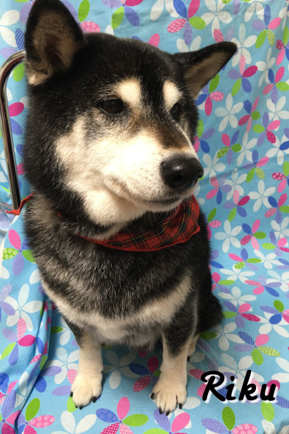 Processed with Rookie Cam