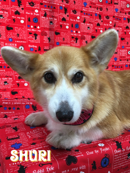 Processed with Rookie Cam