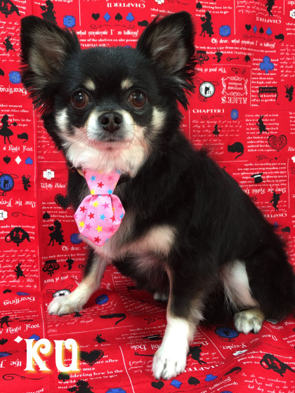 Processed with Rookie Cam