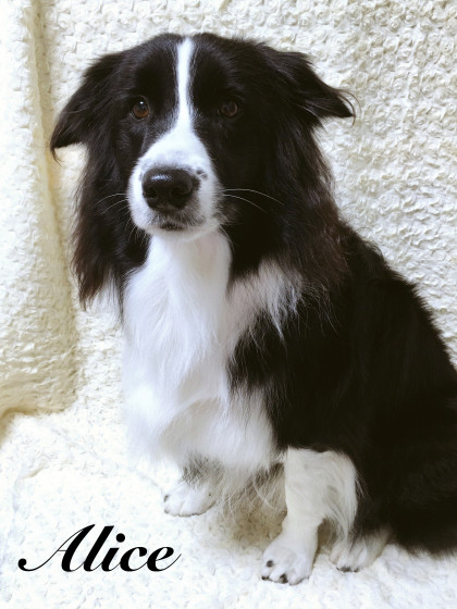 Processed with MOLDIV