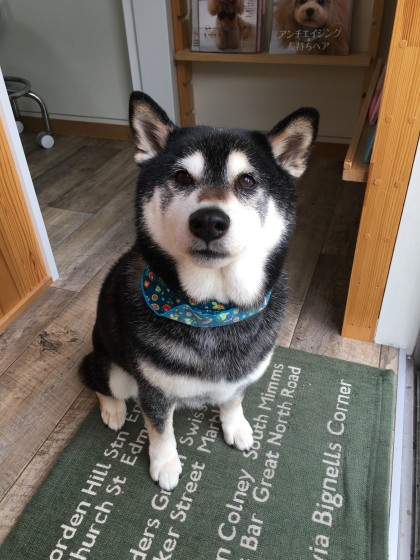 2016-04-11 11.55.24-1