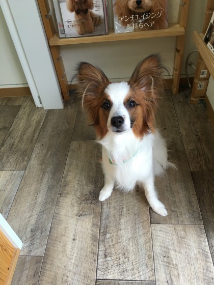 2016-04-12 12.47.49-1