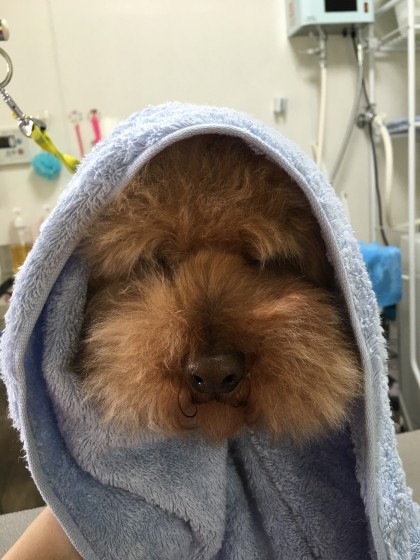 2016-04-13 11.08.28-2