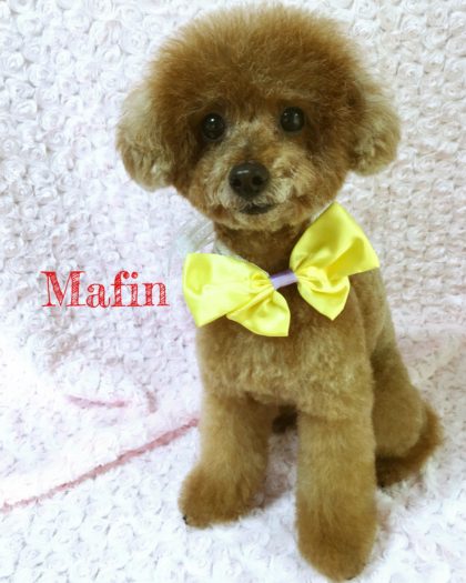 Processed with MOLDIV