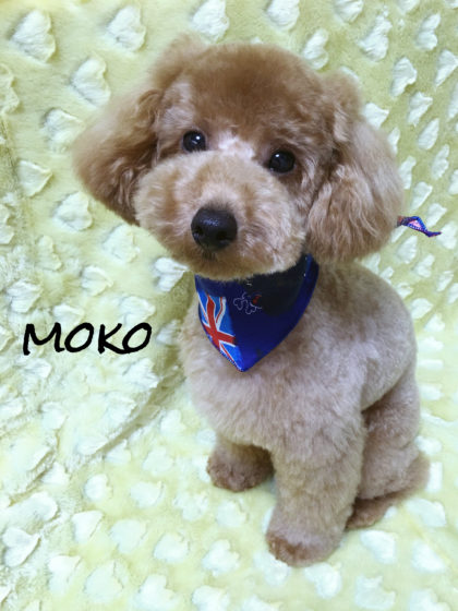 Processed with MOLDIV