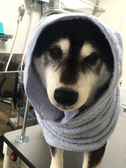 Processed with MOLDIV