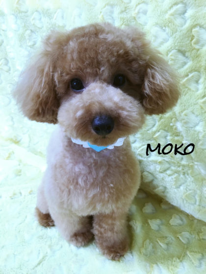 Processed with MOLDIV