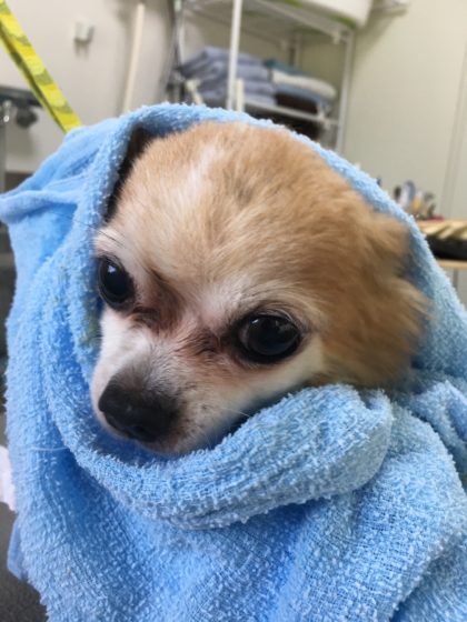 2016-07-05 11.29.42-1