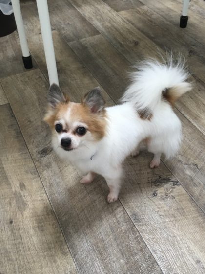 2016-07-05 12.47.37-1