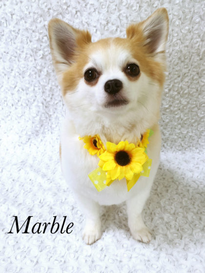 Processed with MOLDIV