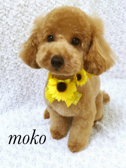 Processed with MOLDIV