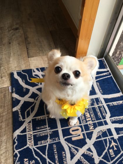 2016-07-15 12.14.09-1