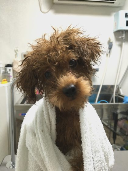 Processed with MOLDIV