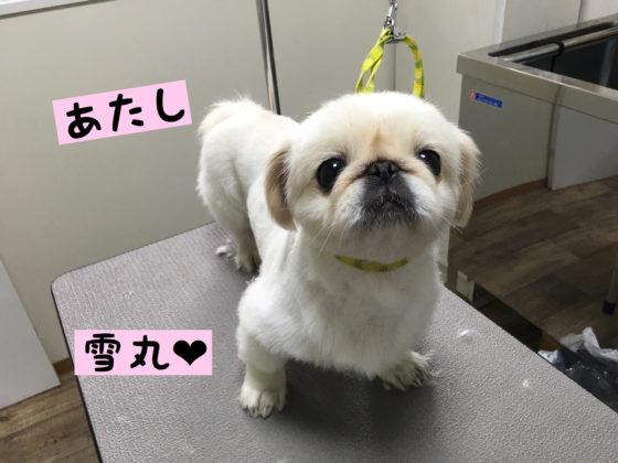2016/7/15/のお友達♡ペキニーズの雪丸ちゃん(カットコース