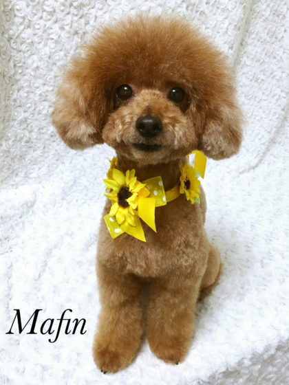 Processed with MOLDIV