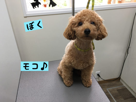 16 7 27 のお友達 トイプードルのモコくん クイックシャンプーコース Dogsalon Sora