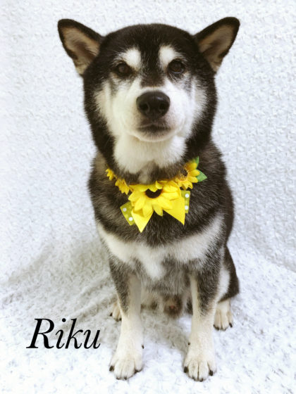 Processed with MOLDIV