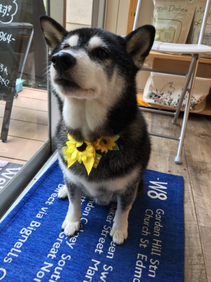 2016-07-28 12.06.39 HDR