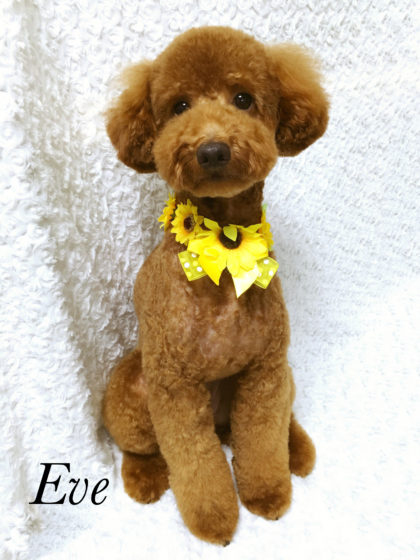 2016-07-28 15.06.15-4