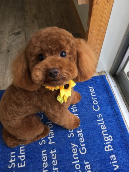 2016-08-02 13.39.13 HDR