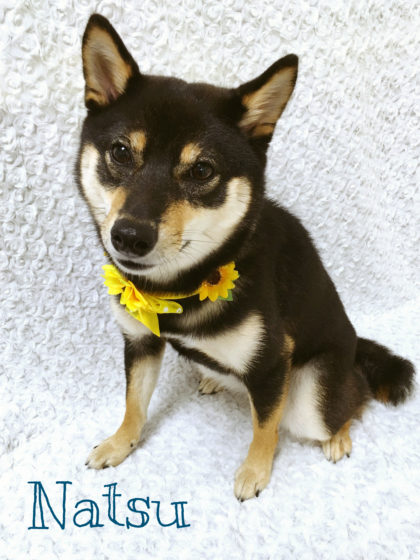 Processed with MOLDIV