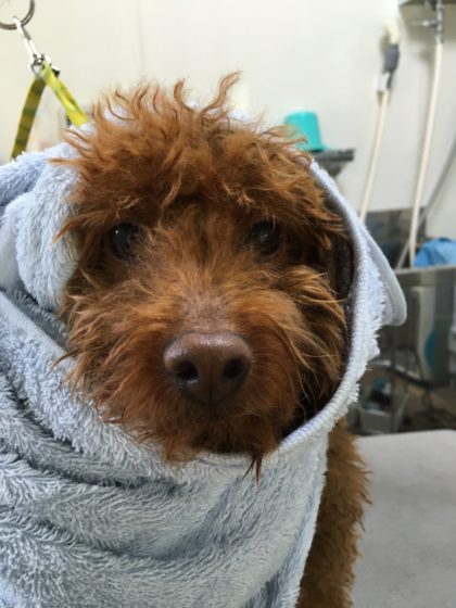 2016-08-04 12.19.44-1