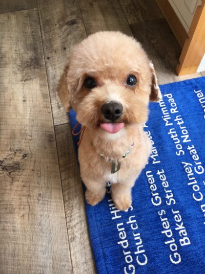 2016-08-15 13.09.21-1