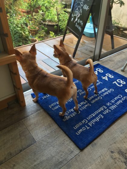 2016-08-16 14.45.31 HDR