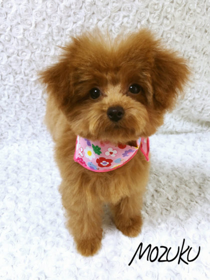 Processed with MOLDIV