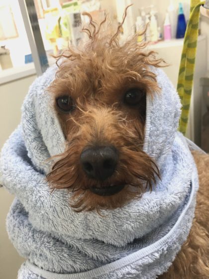 Processed with MOLDIV