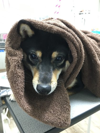 Processed with MOLDIV