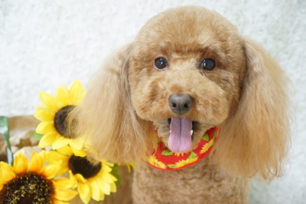 18 7 13 のお友達 トイプードルのこむぎちゃん Dogsalon Sora