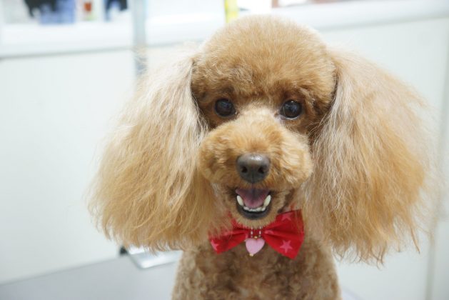 18 8 24 のお友達 トイプードルのこむぎちゃん Dogsalon Sora